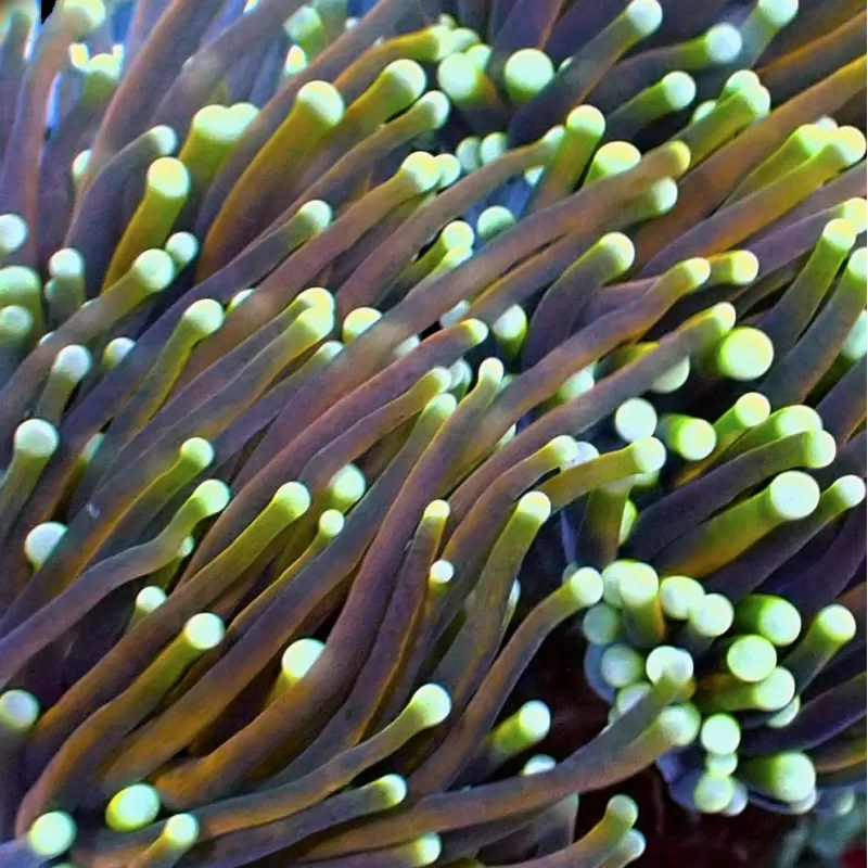 Euphyllia Glabrescens Golden Torch Indo Per Head Euphyllia Glabrescens Golden Torch Indo Per Head
