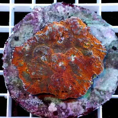 Acanthastrea Echinata Ultra Color S M Size