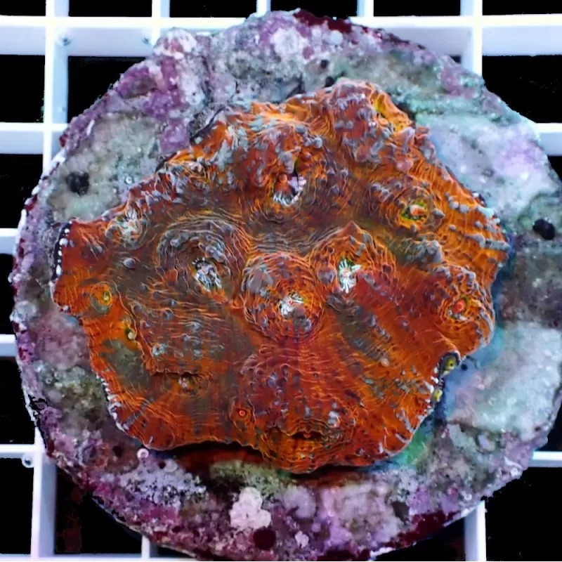 Acanthastrea Echinata Ultra Color S M Size Acanthastrea Echinata Ultra Color S M Size