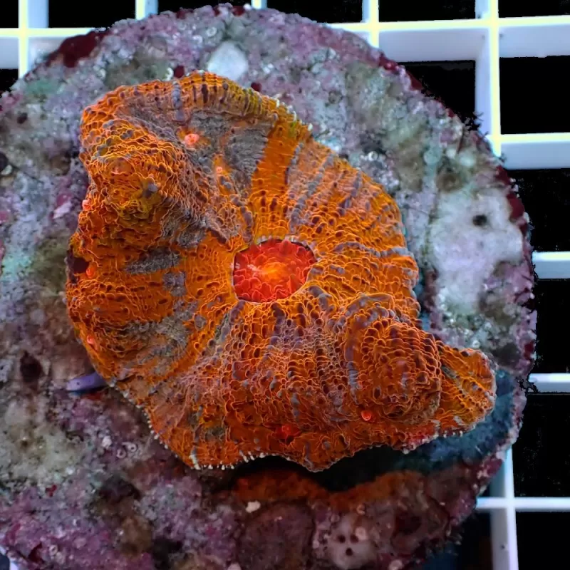 Acanthastrea Echinata Ultra Color S M Size Acanthastrea Echinata Ultra Color S M Size