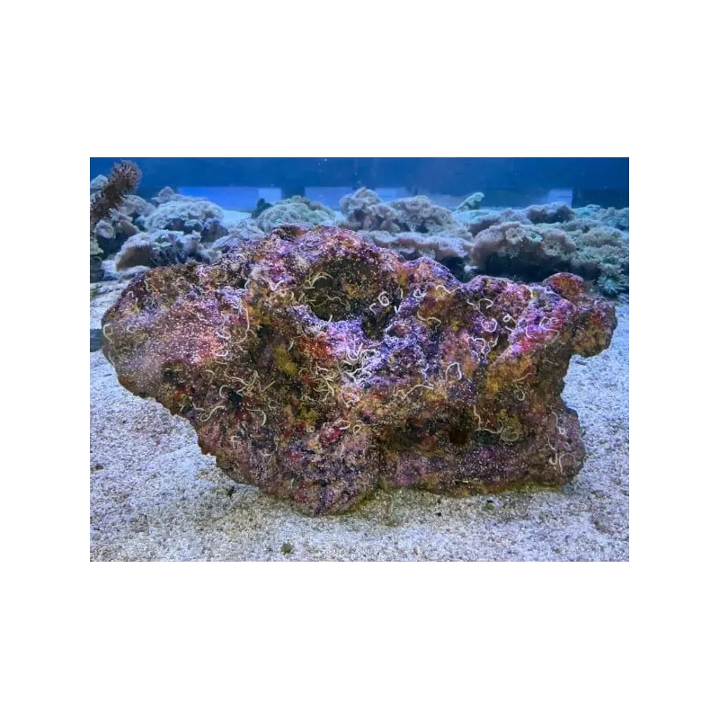 Artificial Cultured Mixed Base Live Rock wet per kilo Artificial Cultured Mixed Base Live Rock wet per kilo