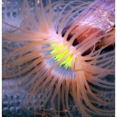Pachycerianthus Orange kaufen | Coralandfishstore.nl