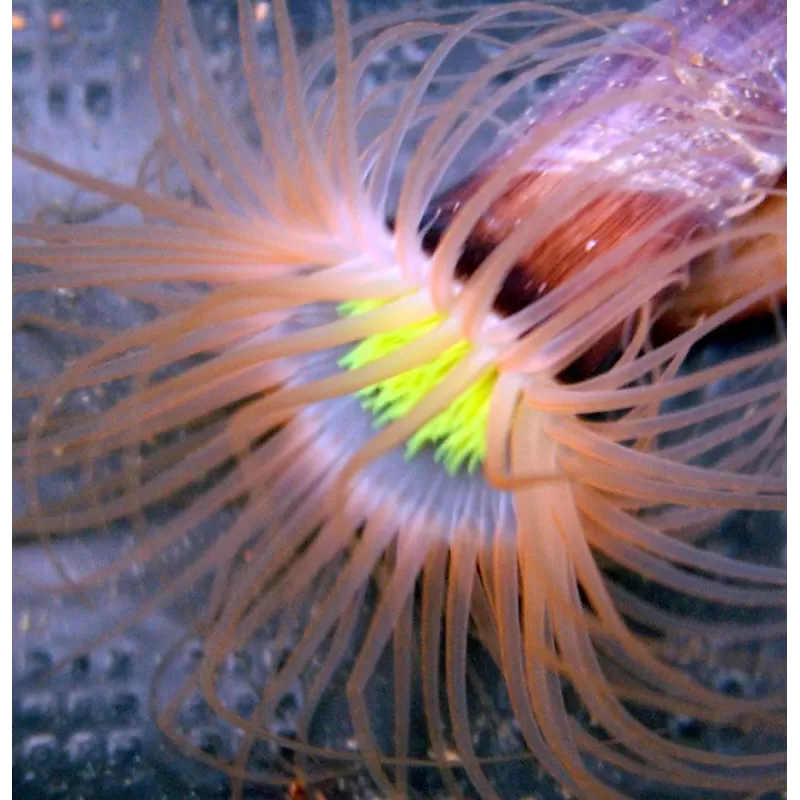 Cerianthus Membranaceus Ultra Orange fluo Yellow heart Cerianthus Membranaceus Ultra Orange fluo Yellow heart