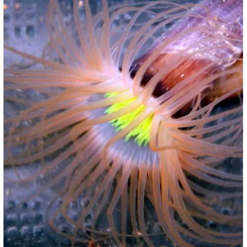 Pachycerianthus Orange kaufen | Coralandfishstore.nl
