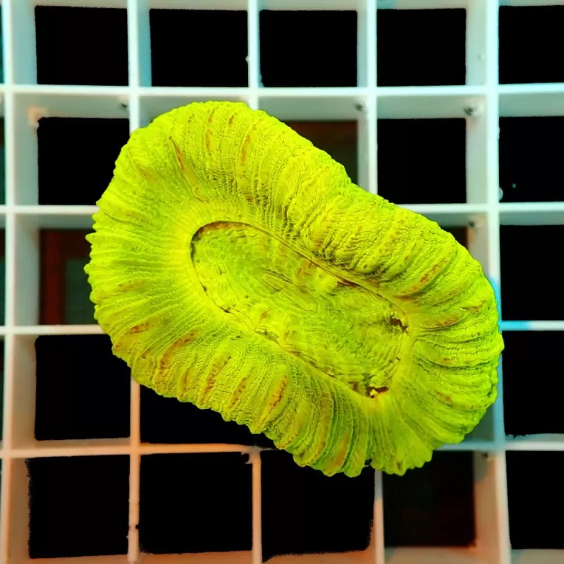 Trachyphyllia Geoffroyi Green Fluor Australie Trachyphyllia Geoffroyi Green Fluor Australie