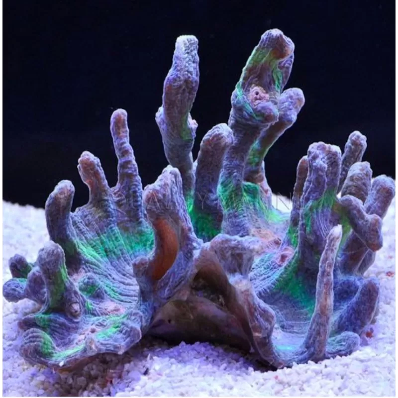 Pectinia Pectinia