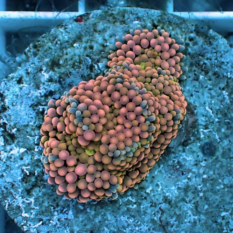 Ricordea Florida sp Ricordea Florida sp