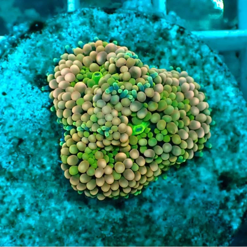 Ricordea Florida sp Ricordea Florida sp