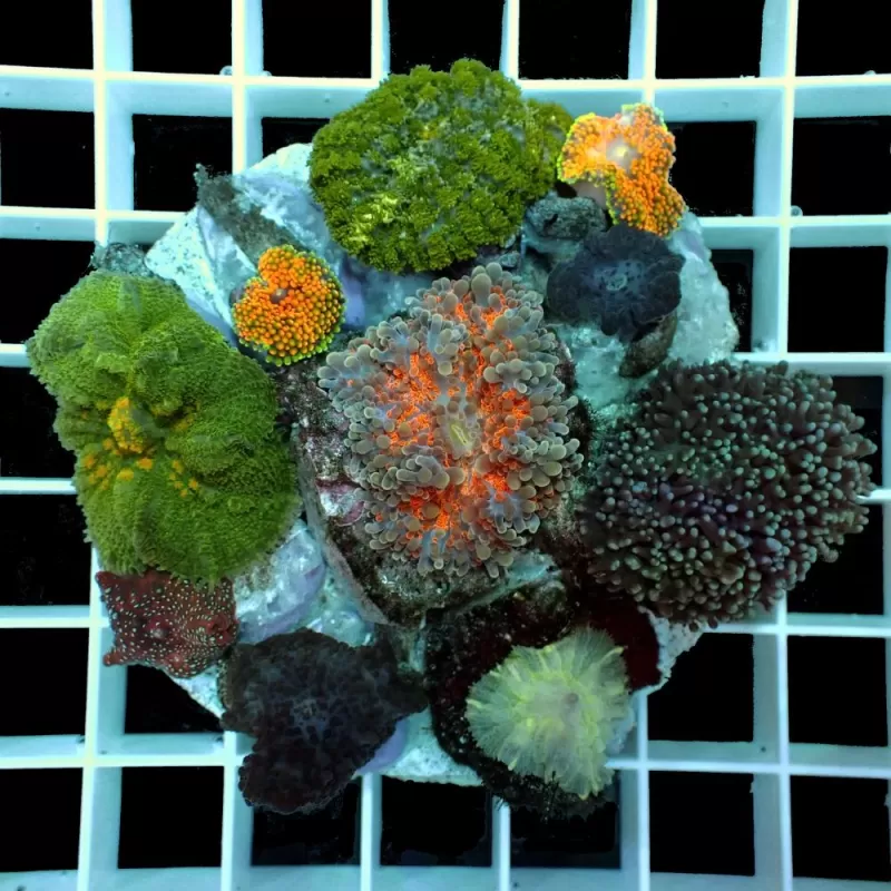Discosoma garden mushroom exotic Discosoma garden mushroom exotic
