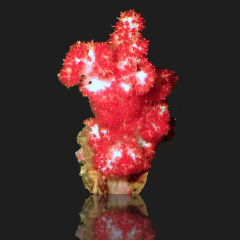 Dendronephthya (L) Dendronephthya (L)
