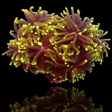 Kaufen Sie Euphyllia Glabrescens Golden Torch Indo | Coralandfishstore.nl