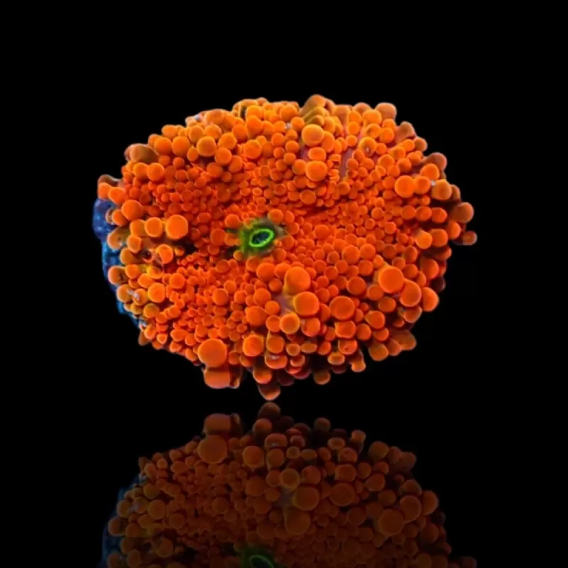 Ricordea Yuma Orange Red with Green Heart Ricordea Yuma Orange Red with Green Heart