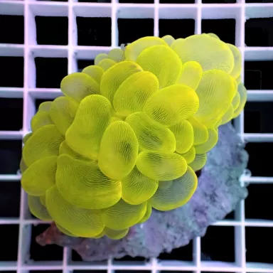 Kaufen Sie Plerogyra Yellow - Blasenkoralle S-Größe | Coralandfishstore.nl