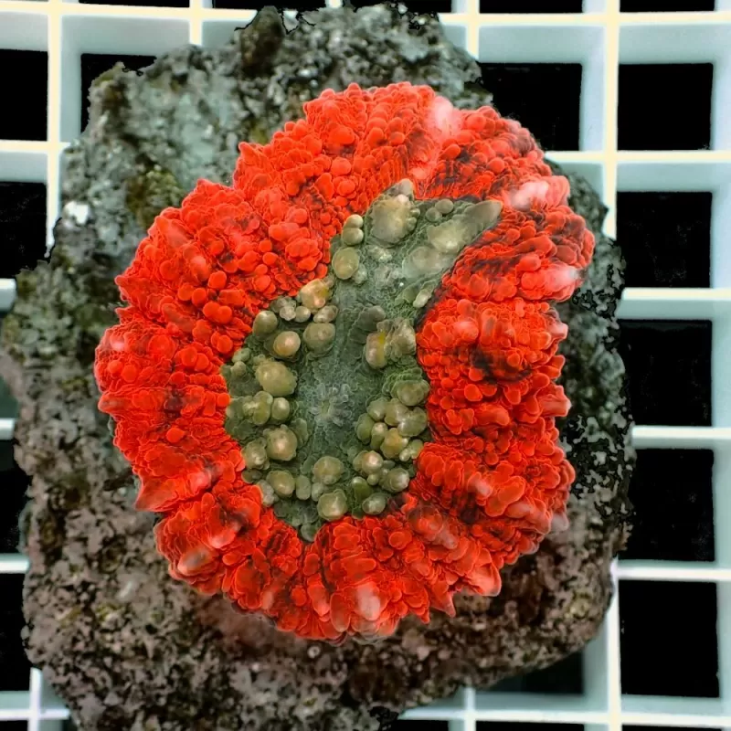 Symphyllia sp M size Symphyllia sp M size