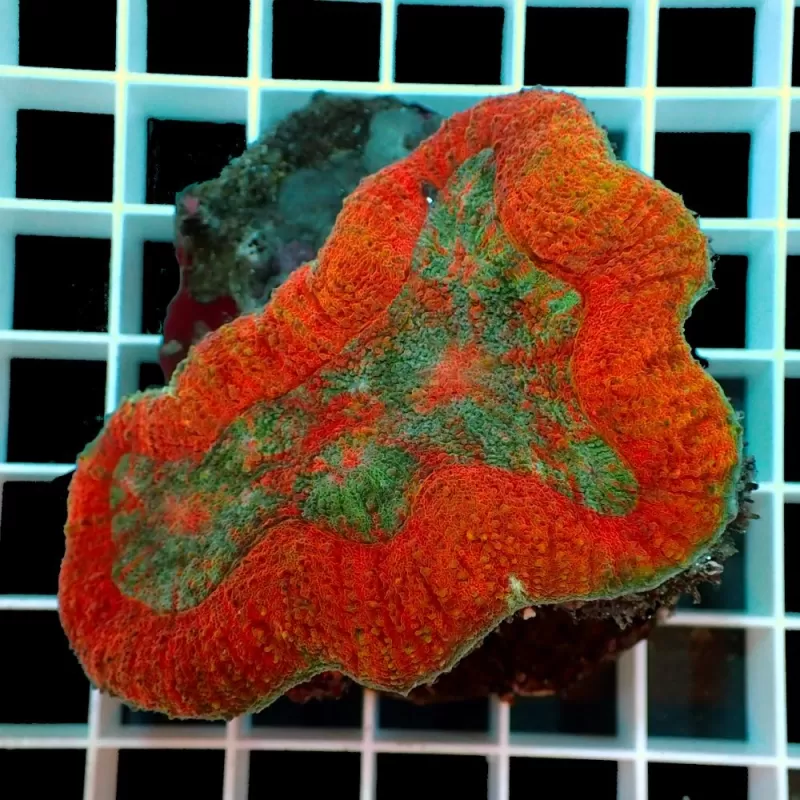 Symphyllia sp M size Symphyllia sp M size