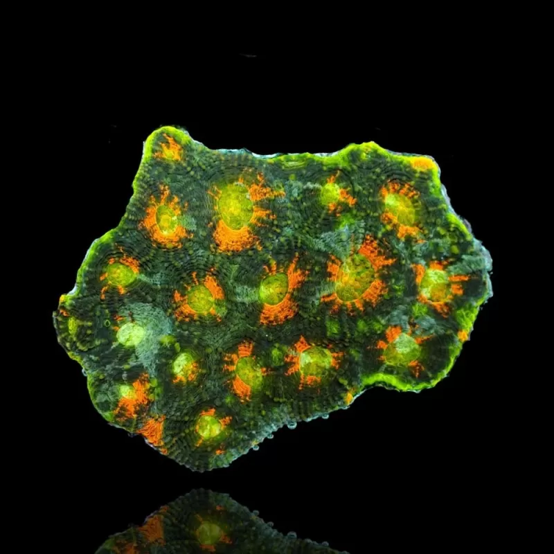 Acanthastrea Echinata Green/Orange spot (M) Australie Acanthastrea Echinata Green/Orange spot (M) Australie