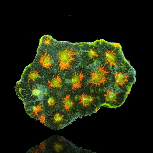 Acanthastrea Echinata Green/Orange spot (M) Australie