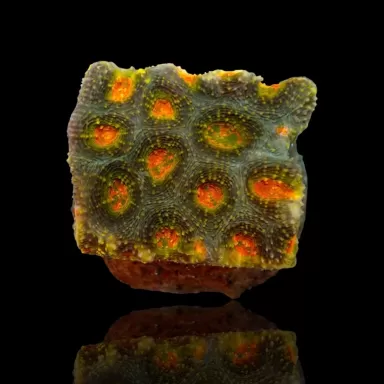 Acanthastrea Echinata Green/Orange spot (M) Australie