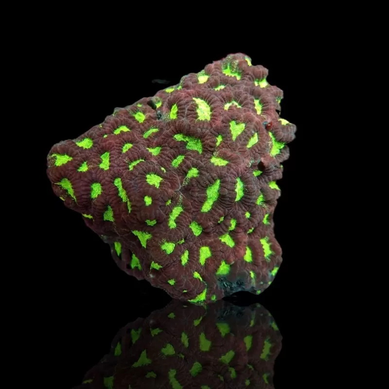 Favites sp Red M size Favites sp Red M size
