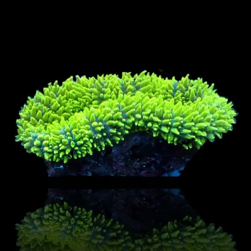 Lobophyllia Corymbosa Green L size