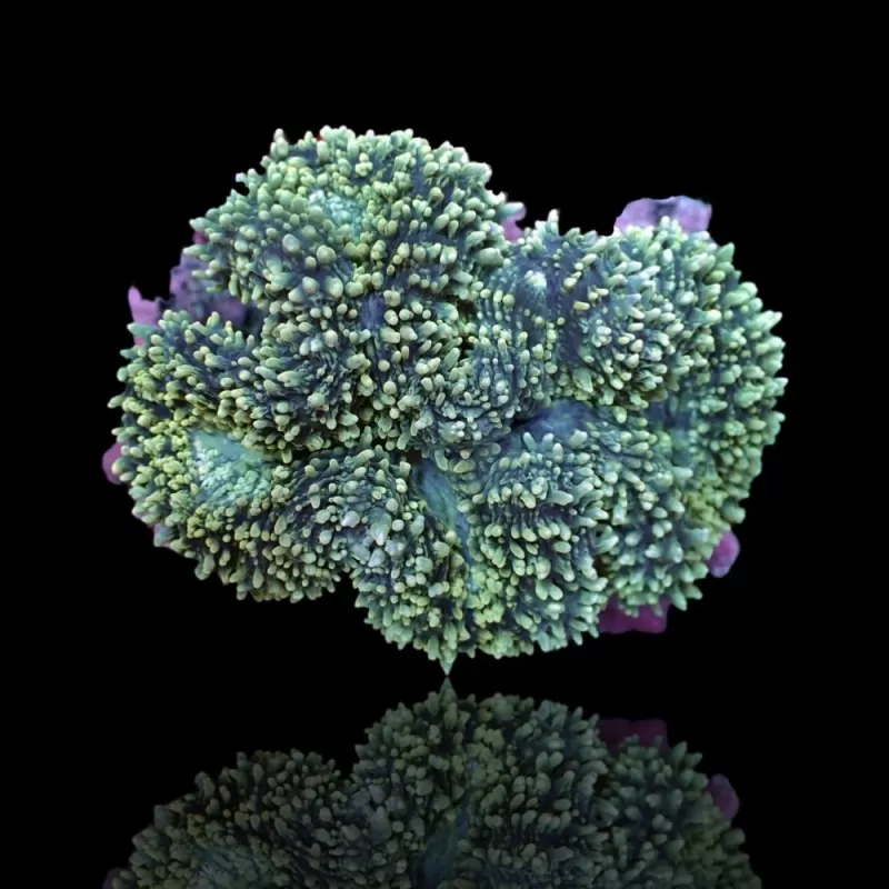 Lobophyllia Corymbosa (XL) Lobophyllia Corymbosa (XL)