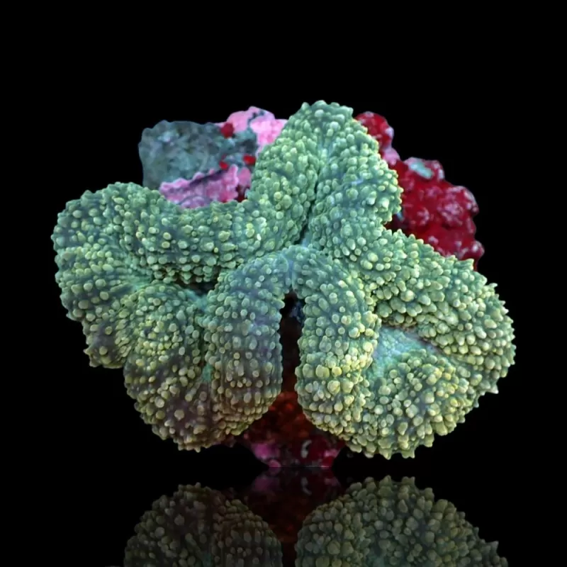 Lobophyllia Corymbosa (XL) Lobophyllia Corymbosa (XL)