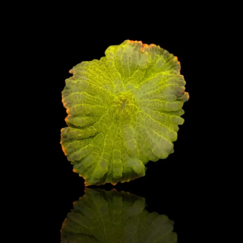 Rhodactis Green - Orange Rim