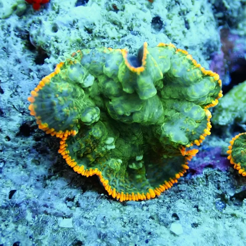 Rhodactis Green - Orange Rim Rhodactis Green - Orange Rim