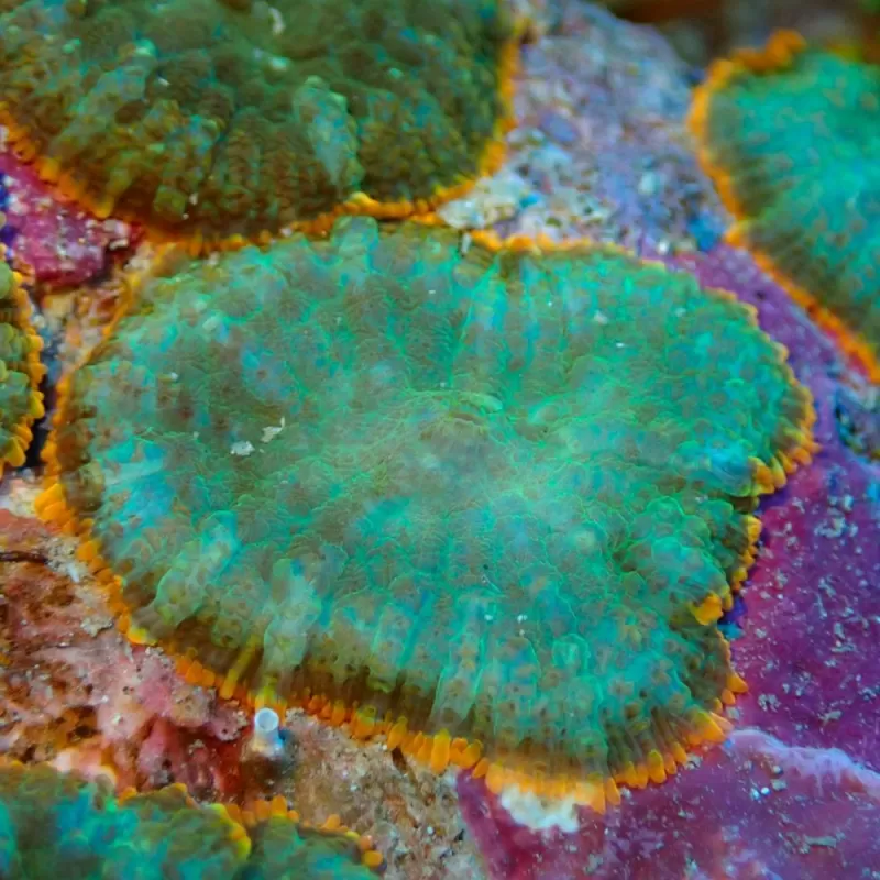 Rhodactis Green - Orange Rim Rhodactis Green - Orange Rim