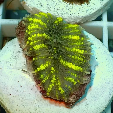 Rhodactis Yellow Stripe Vietnam 1 Ohr kaufen | Coralandfishstore.nl