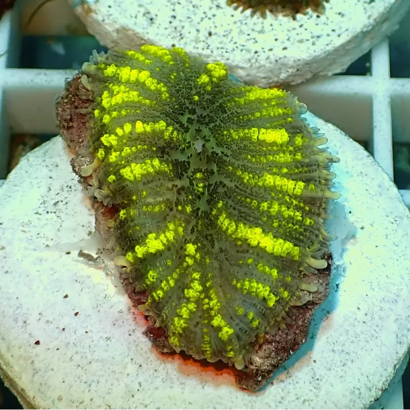 Rhodactis Yellow Stripe Vietnam 1 Ear Rhodactis Yellow Stripe Vietnam 1 Ear