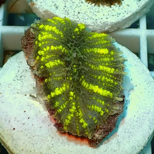 Rhodactis Yellow Stripe Vietnam 1 Ohr kaufen | Coralandfishstore.nl