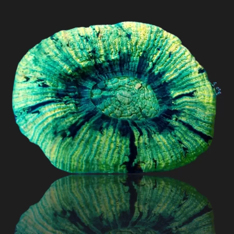 Trachyphyllia Geoffroyi Greenish S size Trachyphyllia Geoffroyi Greenish S size