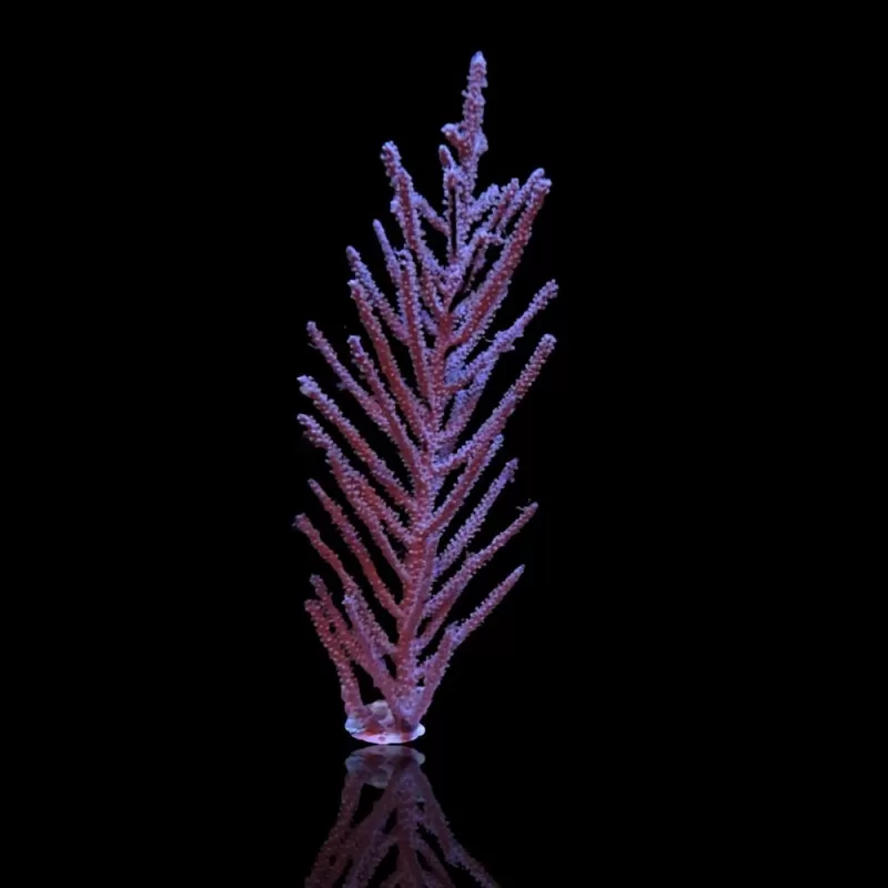 Muriceopsis flavida Purple Bush gorgonian Miami M size
