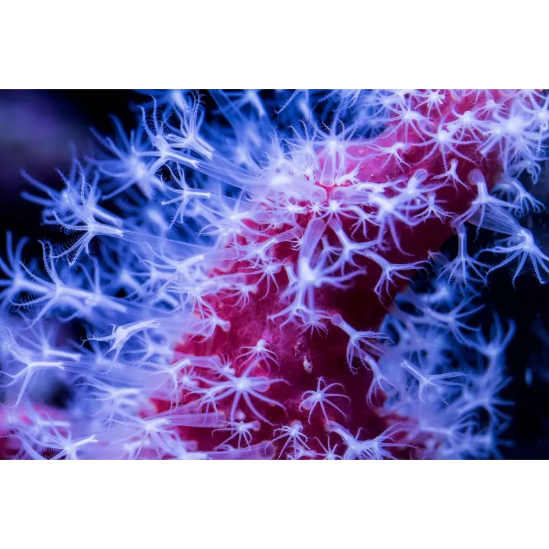 Nephthyigorgia sp Red Red Chilli Cactus Coral Nephthyigorgia sp Red Red Chilli Cactus Coral