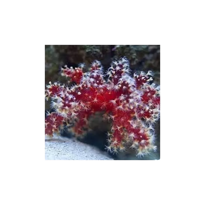 Nephthyigorgia sp Red Red Chilli Cactus Coral Nephthyigorgia sp Red Red Chilli Cactus Coral