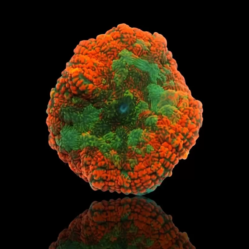 Rhodactis Ring of Fire Rhodactis Ring of Fire