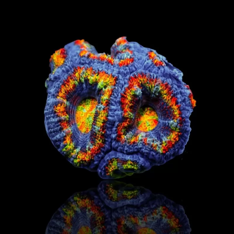Acanthastrea Lordhowensis Ultra Rainbow S size Australie Acanthastrea Lordhowensis Ultra Rainbow S size Australie