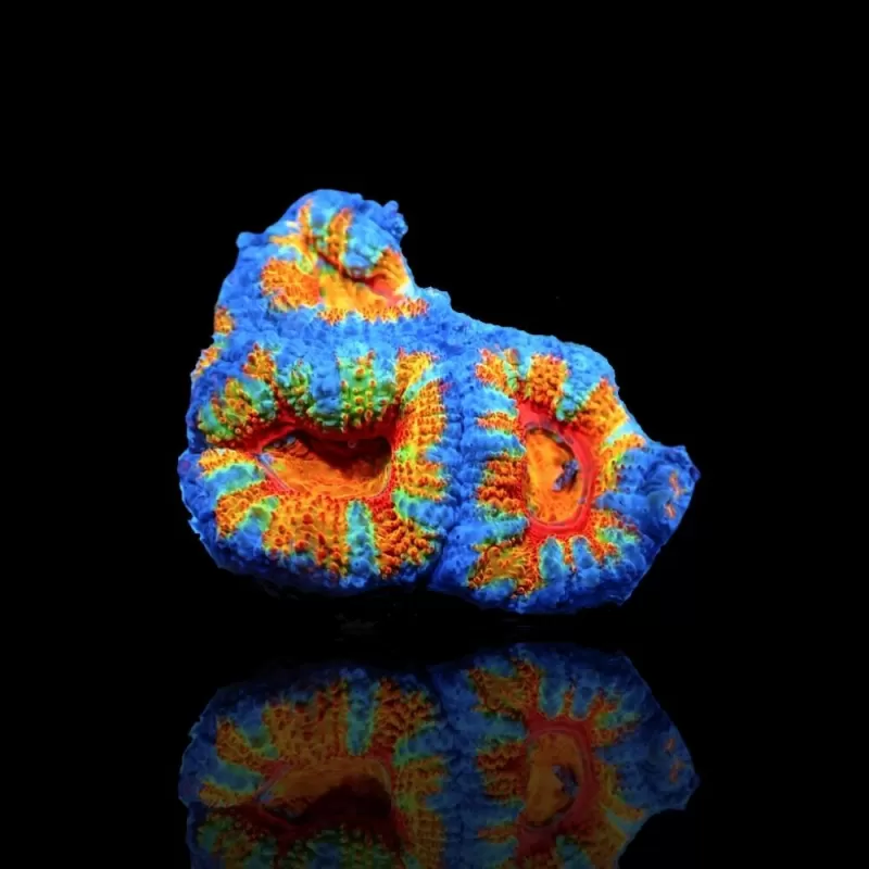 Acanthastrea Lordhowensis Ultra Rainbow S size Australie Acanthastrea Lordhowensis Ultra Rainbow S size Australie