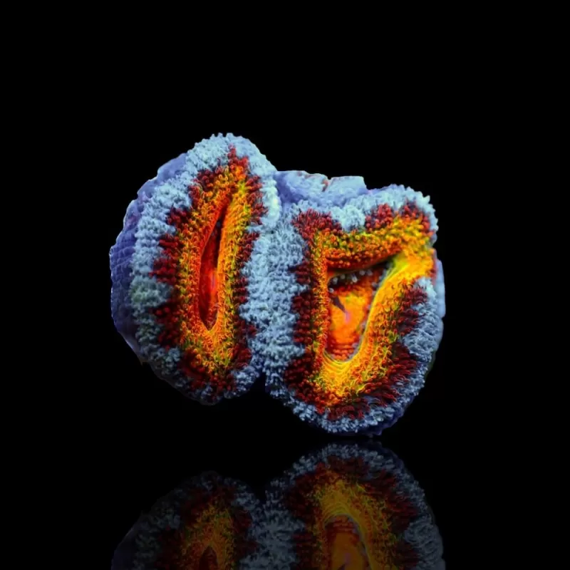 Acanthastrea Lordhowensis Ultra Rainbow S size Australie Acanthastrea Lordhowensis Ultra Rainbow S size Australie