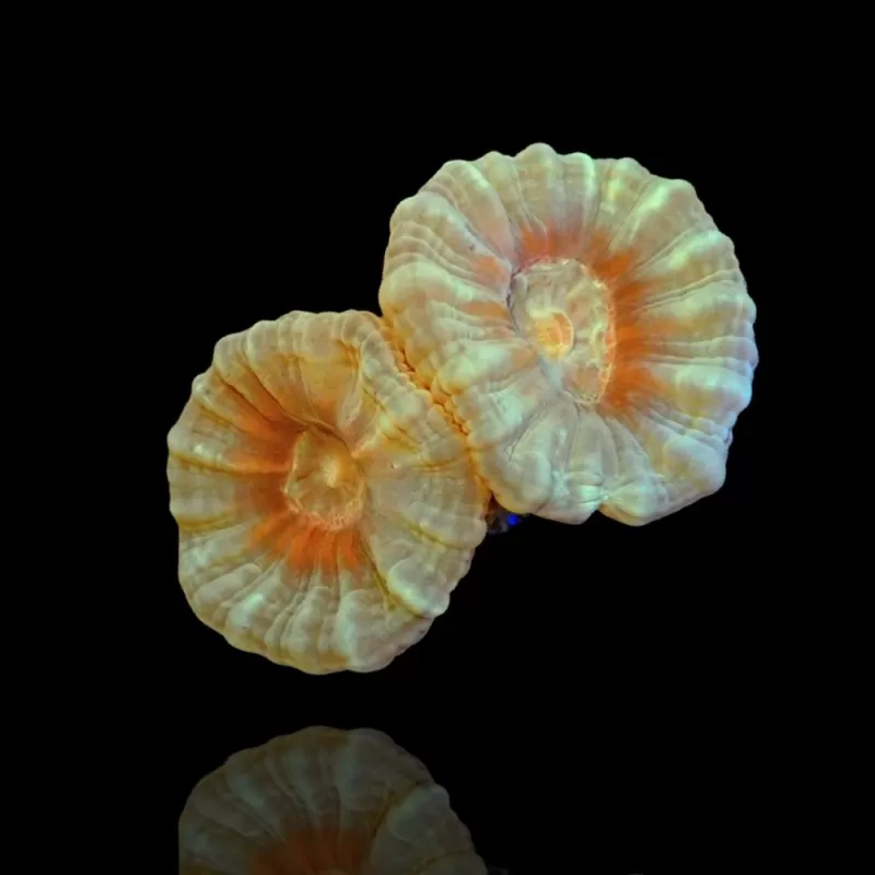 Caulastrea Australie frag Caulastrea Australie frag