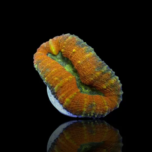 Lobophyllia sp Australie multi coloured