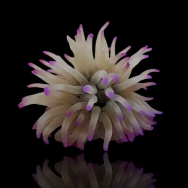 Condylactis gigantea anemone