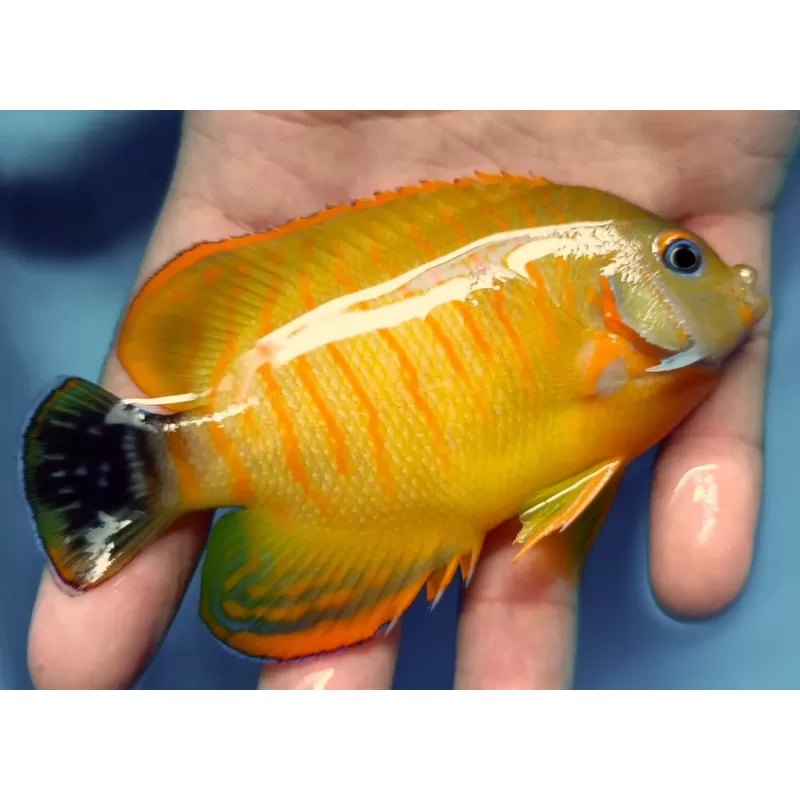 Centropyge Eibli x Flavissima (hybride) Centropyge Eibli x Flavissima (hybride)