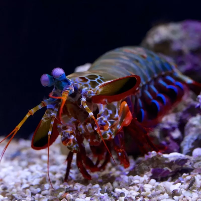 Odontodactylus Scyllarus Odontodactylus Scyllarus