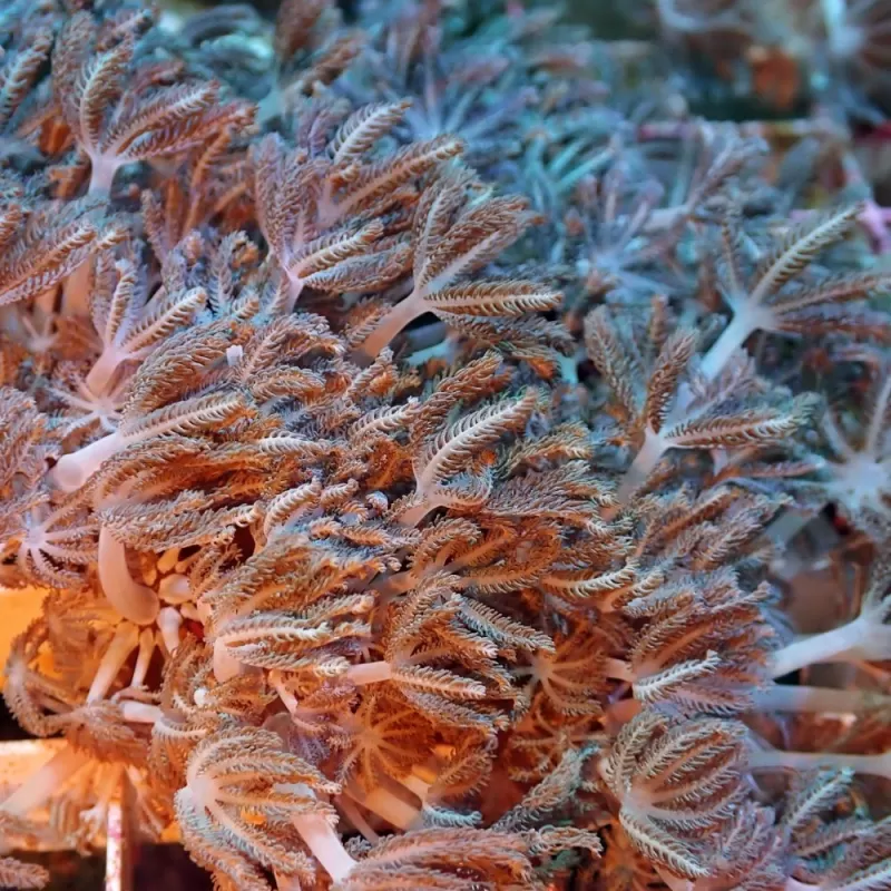 Xenia Umbelata L-size Xenia Umbelata L-size