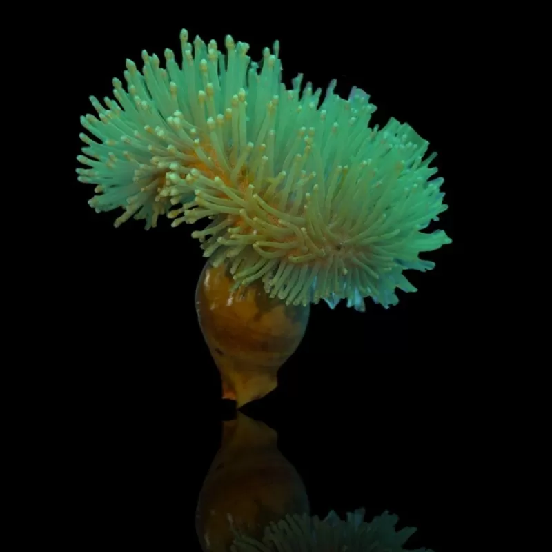 Sarcophyton Ehrenbergi Green L size Cup Shape Sarcophyton Ehrenbergi Green L size Cup Shape