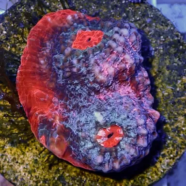 Echinophyllia sp. assorted Colors S-size (frag)