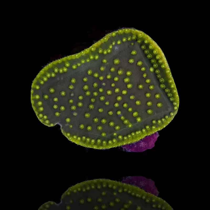 Turbinaria reniformis M size Turbinaria reniformis M size