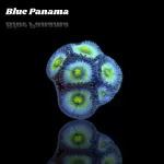 Zoanthus Blue Panama Frag S-size